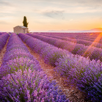 What are the Health Benefits of Lavender Essential Oil?